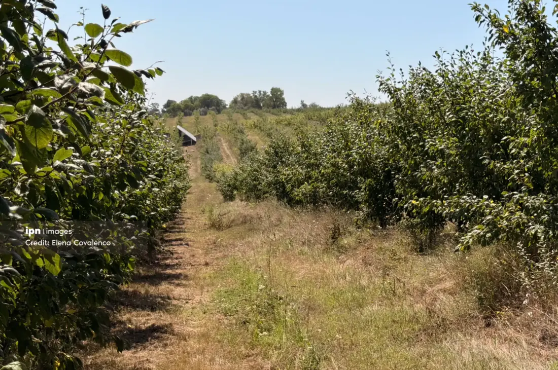 Modernizarea agriculturii în Moldova prin programul Livada Moldovei II, finanțat cu 150 de milioane de euro de Banca Europeană de Investiții