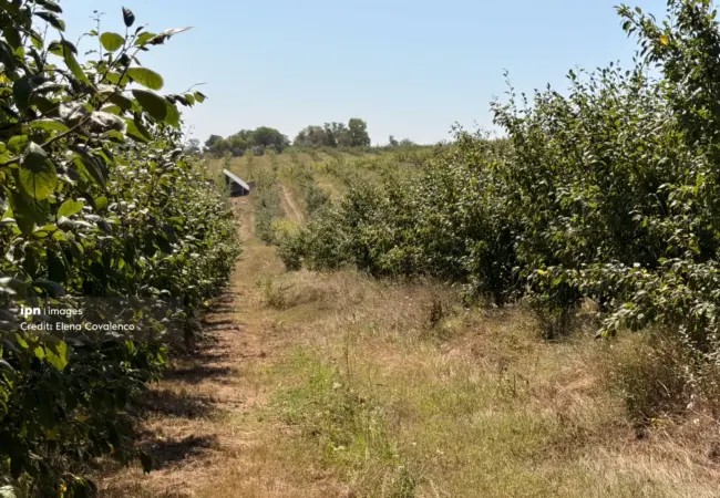 Modernizarea agriculturii în Moldova prin programul Livada Moldovei II, finanțat cu 150 de milioane de euro de Banca Europeană de Investiții